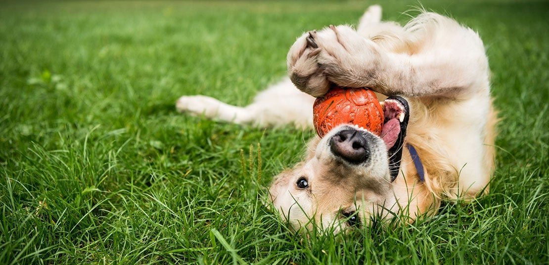 International Dog Day