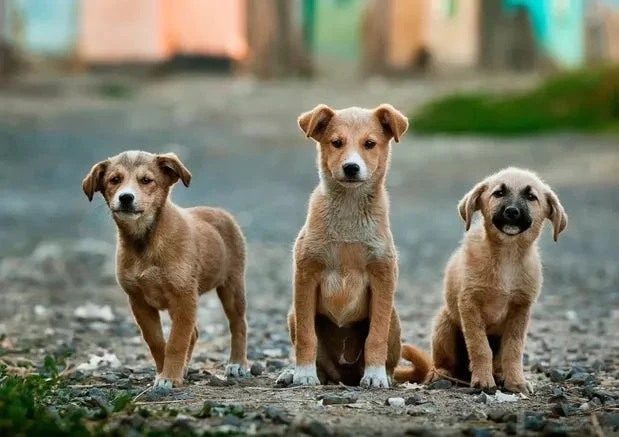 Cute Indian Dogs