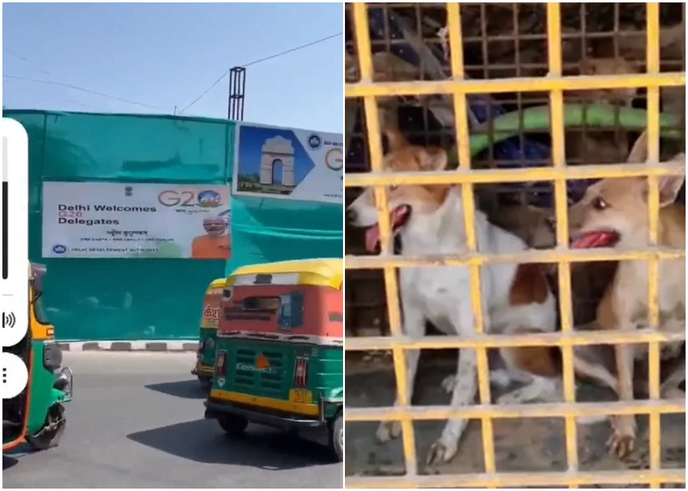 Stray Dogs Released Haphazardly in Delhi After G20 Summit