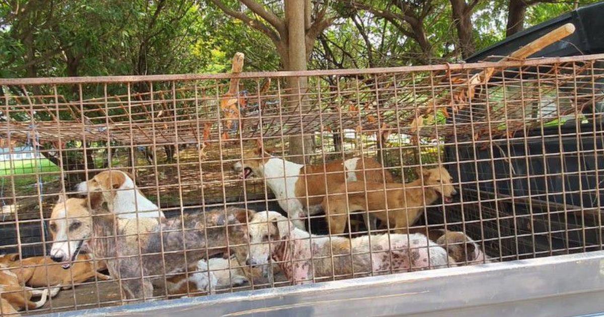 Stray Dogs Delhi G20 Summit