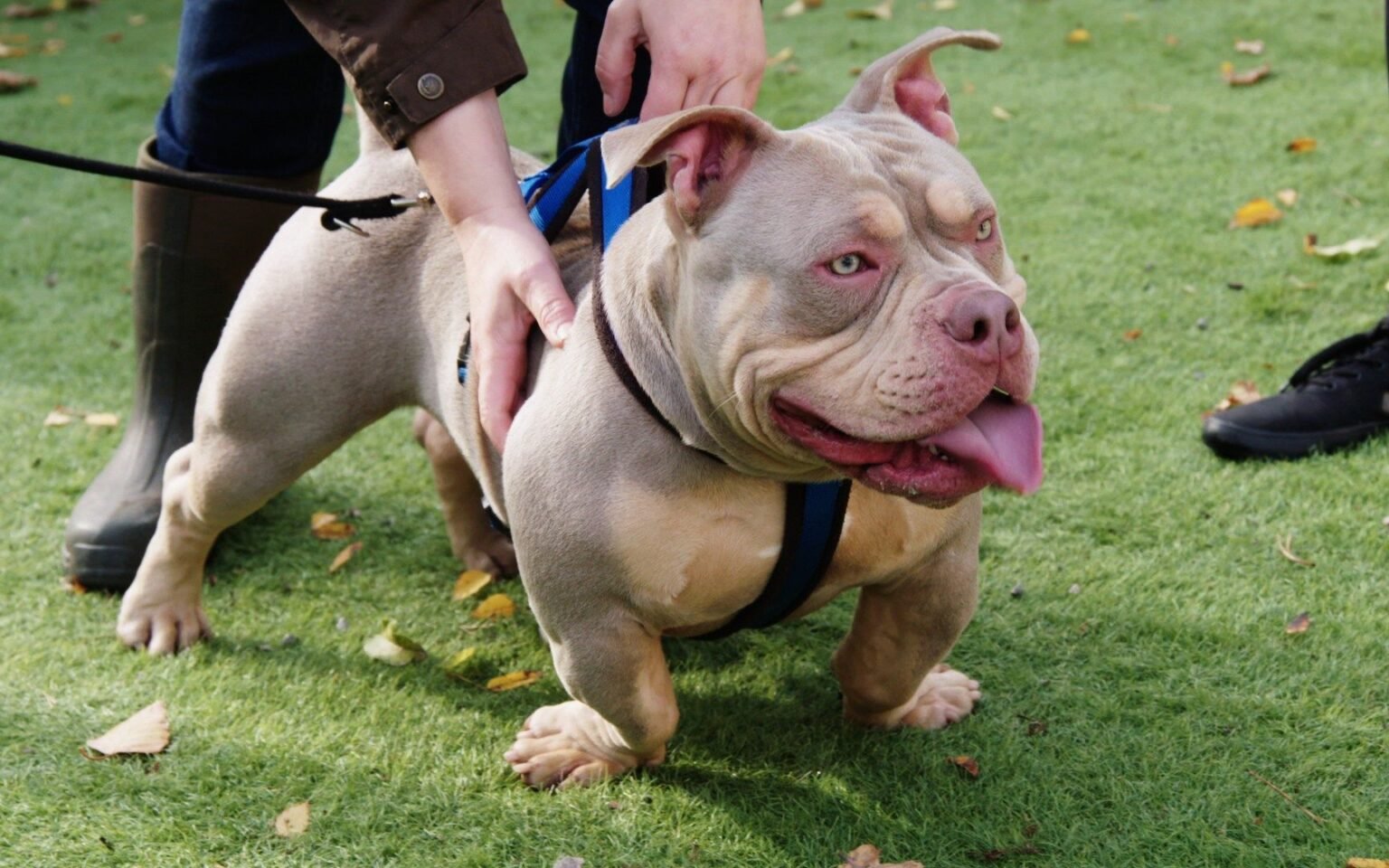 UK PM Bans American Bully XL Dogs After Fatal Attack - Hey News