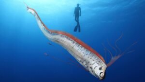 Rare 'doomsday fish' spotted in Tamil Nadu: Is it a sign of a disaster ahead?