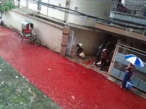 River Of Blood: The political drama unfolded across Kolkata during recent Eid celebrations when controversial claims about animal sacrifice created major tensions. Two major political parties began trading harsh accusations after disputes arose regarding religious practices in the city. The BJP made serious allegations about excessive animal sacrifice during Eid festivities. Party leaders claimed that blood from sacrificial animals created disturbing scenes throughout various neighbourhoods in the metropolitan area. River Of Blood: What Started This Whole Mess Local residents reported seeing large amounts of blood flowing through streets during Eid celebrations. Some people shared photos on social media showing red-stained roads, which quickly became viral content across multiple platforms. TMC leaders immediately pushed back against these claims with equal force. They accused opposition parties of trying to create communal tensions during important religious festivals. The controversy began when certain areas experienced heavy animal sacrifice during Eid al-Adha celebrations. This religious practice involves families sacrificing goats, sheep, or other animals as part of their faith traditions. Political Parties Start Fighting BJP spokespersons held press conferences criticizing what they called poor waste management during religious festivals. They demanded better cleanup systems for animal sacrifice waste in urban areas throughout West Bengal. Meanwhile, TMC representatives fired back with their own accusations. They claimed BJP leaders were deliberately trying to create division between different religious communities in the state. The war of words escalated when both parties began organizing separate media events. Each group tried to prove their version of events was more accurate than their opponents' claims. Here's what each party said: BJP accused local authorities of failing to manage animal waste properly TMC blamed opposition parties for spreading fake news about religious practices Both sides demanded investigations into the other party's conduct River Of Blood: Religious Leaders Get Involved Several prominent Islamic scholars entered the debate to clarify proper sacrifice procedures. They explained that responsible animal sacrifice includes proper waste disposal methods to maintain community cleanliness. Local mosque leaders emphasized that their faith teaches respect for cleanliness in all religious practices. They urged followers to ensure proper cleanup after completing their sacrifice rituals. Some religious authorities also criticized political parties for using sacred traditions as campaign ammunition. They requested that politicians avoid creating unnecessary drama around peaceful religious celebrations. River Of Blood: What Really Happened During Eid Eyewitness accounts varied widely depending on which neighbourhood people visited during the festival. Some areas reported minimal issues with animal waste, while others experienced more significant cleanup challenges. City sanitation workers faced increased workloads during the festival period. Municipal authorities had to deploy extra cleaning crews to handle additional waste from animal sacrifices throughout the metropolitan area. Local news outlets documented both clean areas plus problematic locations where blood pooled on streets. These mixed reports made it difficult to determine the actual scope of any problems. Social Media Makes Things Worse Photos showing blood-stained streets spread rapidly across Facebook, Twitter, plus other platforms. Many users shared these images without verifying their authenticity or providing proper context about the situations. Some viral posts exaggerated the extent of problems, while others downplayed legitimate concerns about waste management. This created confusion about what actually occurred during the religious celebrations. Political party supporters used these social media posts to support their preferred narratives. Both sides cherry-picked specific images that seemed to prove their particular viewpoints about the controversy. Government Response to the Drama State officials announced plans to improve waste management systems for future religious festivals. They promised better coordination between municipal services plus religious organizations to prevent similar disputes. The West Bengal government also warned political parties against making inflammatory statements about religious practices. Officials emphasized that creating communal tensions could result in serious legal consequences for party leaders. Municipal authorities began developing new guidelines for animal sacrifice waste disposal. These rules aim to balance religious freedom with public health concerns in densely populated urban areas. Key government actions include: Enhanced sanitation services during major religious festivals Better coordination with religious community leaders Stricter enforcement of existing waste disposal regulations Looking Forward This controversy highlights ongoing challenges when religious practices meet urban planning realities. Growing city populations create more complex logistics for traditional celebration methods that work fine in smaller communities. Both political parties need to find better ways to address legitimate public health concerns without attacking religious freedoms. Creating divisive rhetoric around sacred traditions helps nobody in the long run. The situation also shows how social media can amplify local disputes into major political battles. People should verify information before sharing dramatic claims about sensitive religious or political topics online.