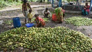 Totapuri Mangoes: Karnataka Urges Andhra to Revoke Ban on Totapuri Mangoes
