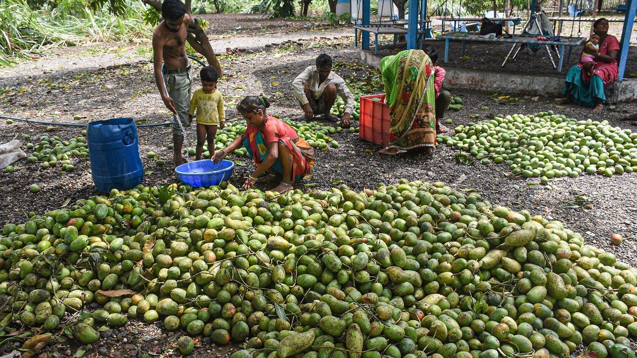 Totapuri Mangoes: Karnataka Urges Andhra to Revoke Ban on Totapuri Mangoes