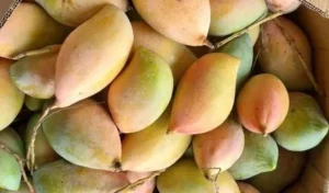 Totapuri Mangoes: Karnataka Urges Andhra to Revoke Ban on Totapuri Mangoes