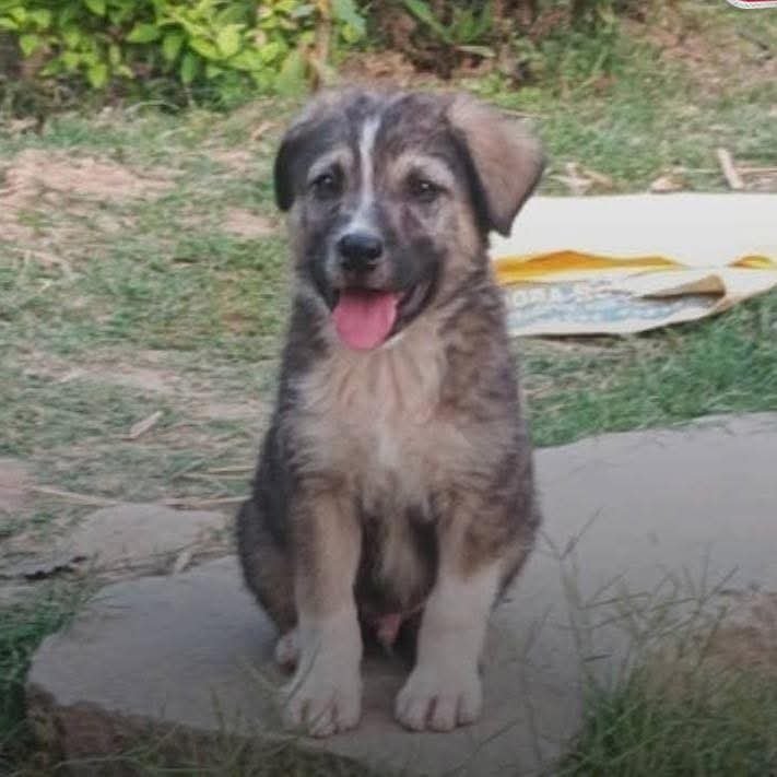 Rocky the Hero Dog Saves 63 Lives in Himachal Pradesh Landslide