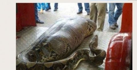 Body Of 63-Year-Old Farmer Found Inside 26-Foot Python On Indonesia ...