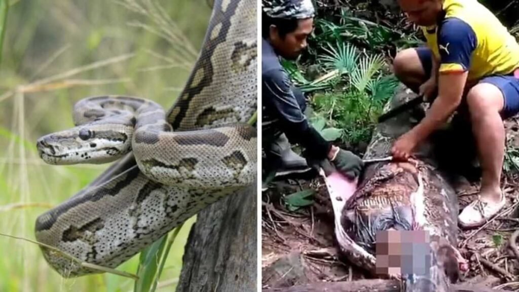 Body Of 63-Year-Old Farmer Found Inside 26-Foot Python On Indonesia Sulawesi Island