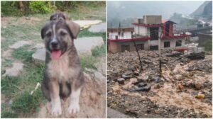 Rocky the Hero Dog Saves 63 Lives in Himachal Pradesh Landslide