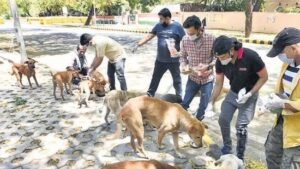 Why Don't You Feed Them in Your House? SC Asks Petitioner Over Feeding of Strays
