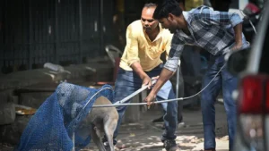 Supreme Court Orders Removal of Stray Dogs in Delhi; Expert says Mission Impossible