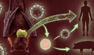 Nipah Virus Outbreak in India? What to Know!