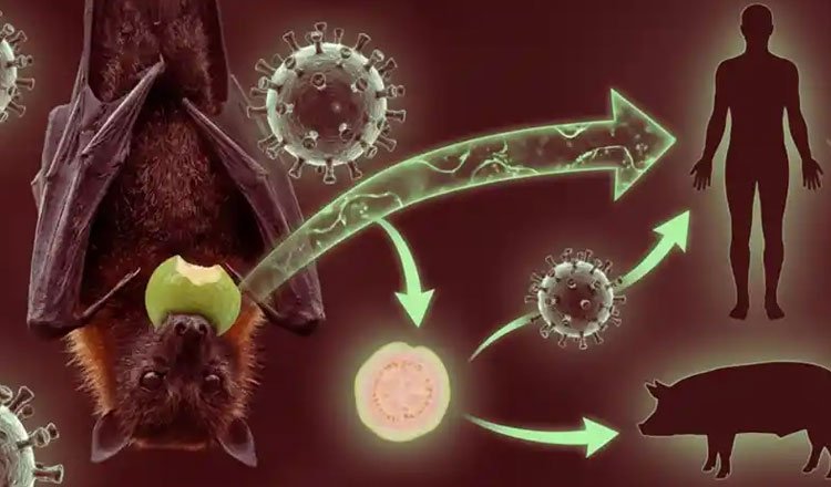 Nipah Virus Outbreak in India? What to Know!