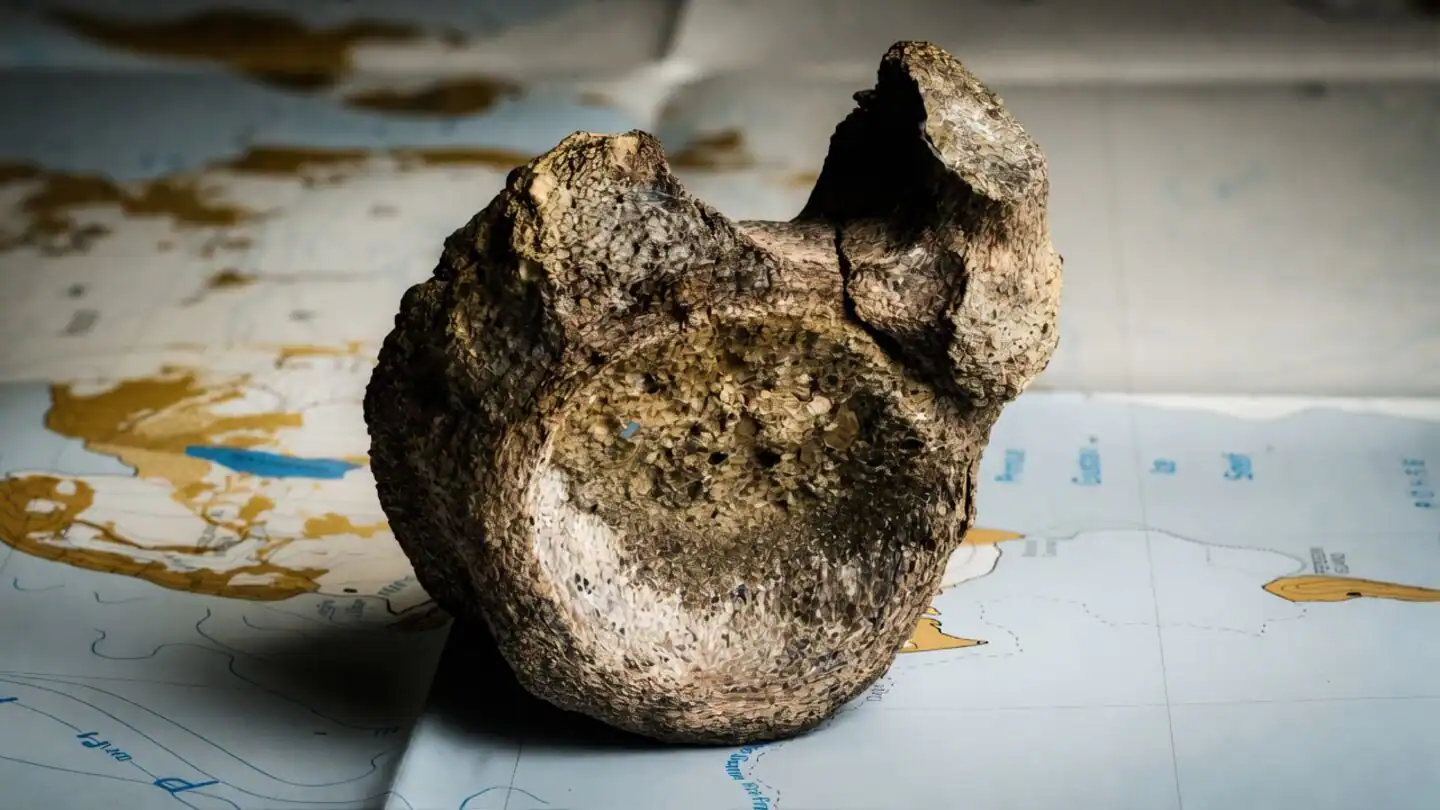 First Dinosaur Bone from Antarctica Discovered in a Drawer